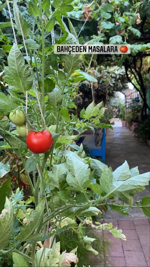 Likya Pansiyon Kaleucagız Exterior foto